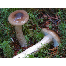 Мицелий Гигрофора оливково-белого / Мокрица оливково-белая (Hygrophorus olivaceoalbus)
